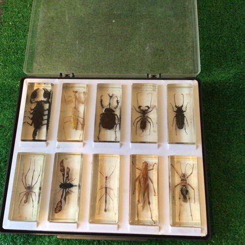 Bugs insects resin real - in, 10