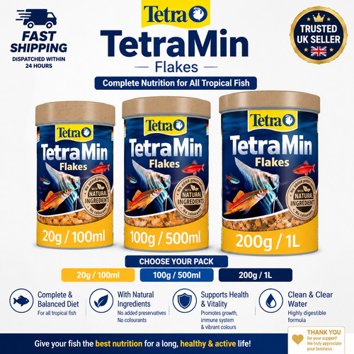 Tetra min tropical fish - tetra,