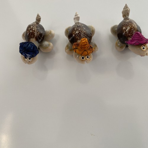 Cowrie shell turtle sombrero - shell,
