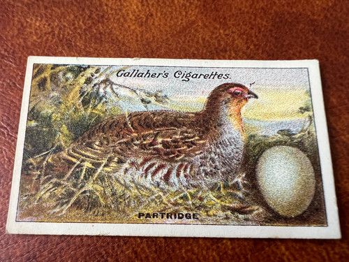 Gallaher birds nests eggs - nests,