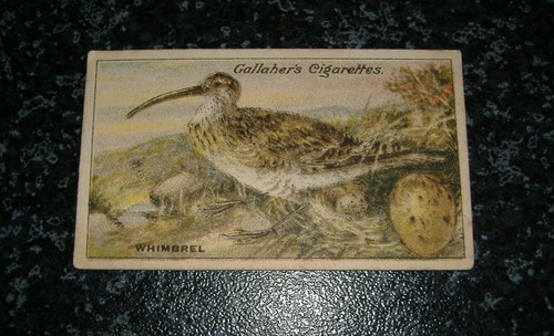 Gallaher birds nests eggs - -,