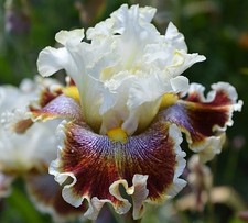 Iris germanica wonders - germanica, never