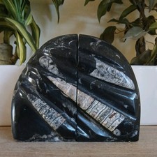 Heavy black marble orthoceras