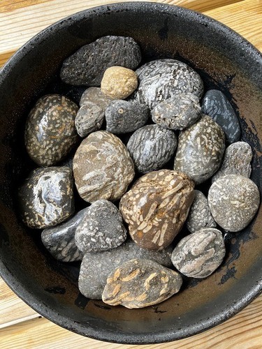 Coral fossils from - of,