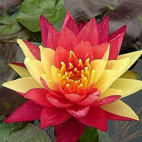 Wanvisa water lily pond - lily,