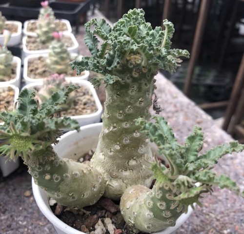 House plant dorstenia lavrani - plant,