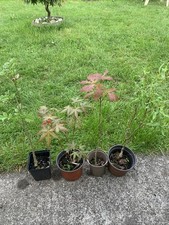 4 Tree Bundle, Bonsai Starter