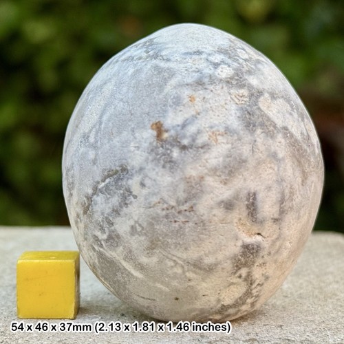 Echinocorys flint fossil - echinocorys,