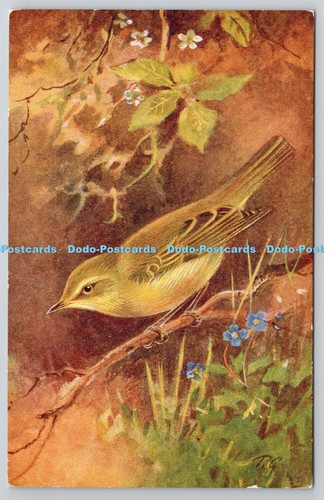 R764917 willow warbler s - r764917,