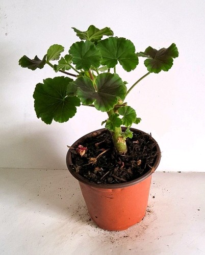 Geranium potted - (pelargonium),