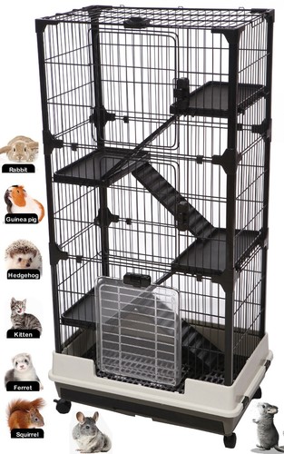 Large floors indoor guinea - indoor,