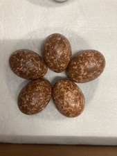 Replica Kestrel Eggs 
