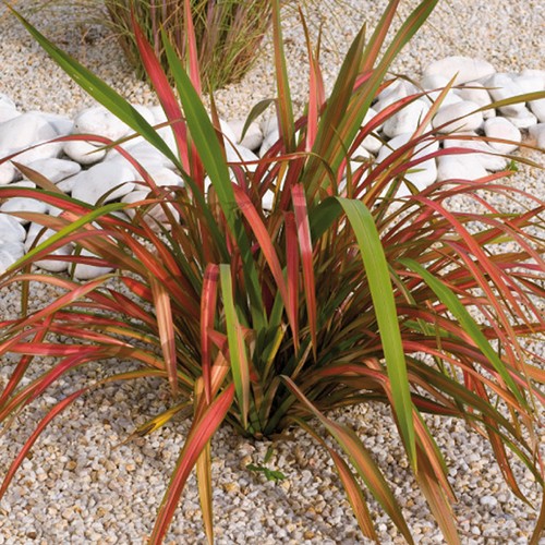 Phormium jester new - new, zealand