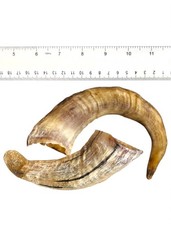 2X Natural Ram Horn From Iceland 100% Organic Dog-Pup Chew Lamb Horn Toothbrush