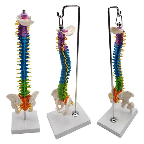 Flexible spine model - , with