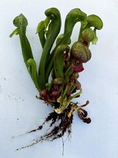DARLINGTONIA CALIFORNICA (Cobra Lily) carnivorous pitcher plant Bare Root Stolon