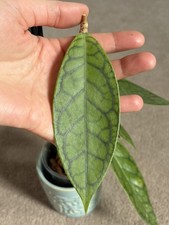 RARE Hoya Nui unrooted fresh