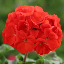 40 X Geranium Horizon Red