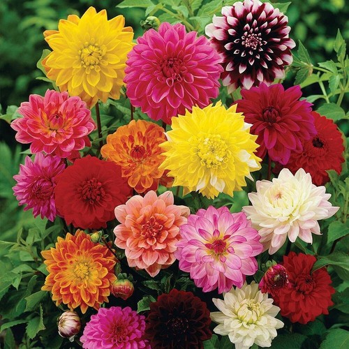 100 dhalia mixed seeds - dhalia,