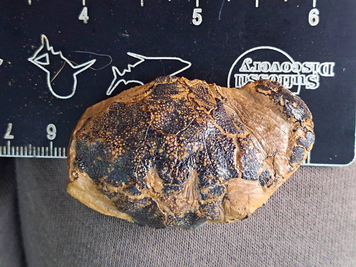 Zanthopsis leachii crab eocene - zanthopsis,