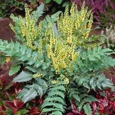 Mahonia Media Charity in 9cm