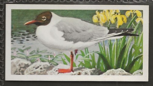 Brooke bond bird - bond, (tea)-bird