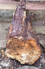 669. Lovely Big Old Trunk