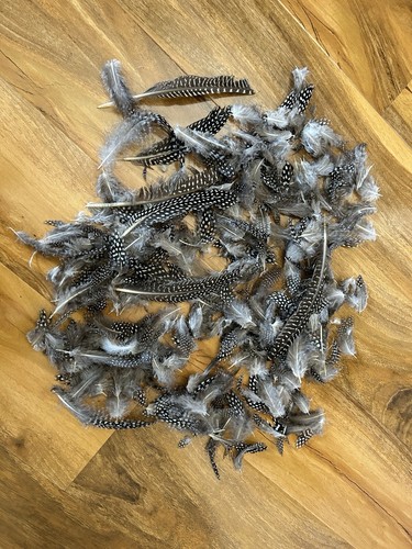 Mixed guinea fowl body - mixed,