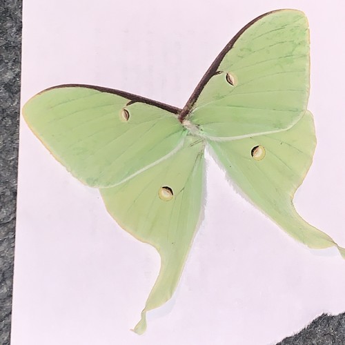 Set green luna moth wings - luna,