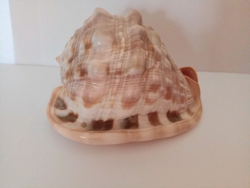 Vintage mollusk conch shell - conch,