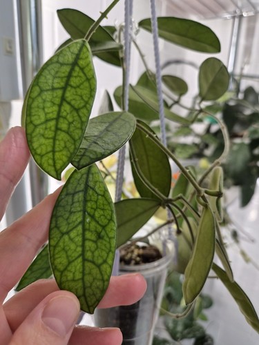Rare hoya sichuanensis aka - rare, (aka