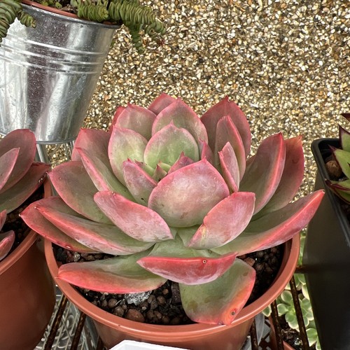 Succulent plant echeveria - plant,