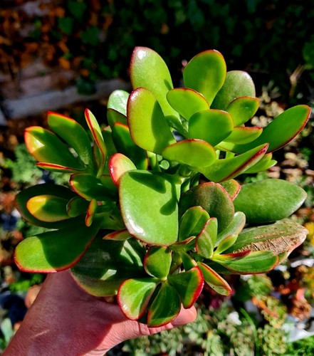 Clearance crassula obliqua - clearance:,