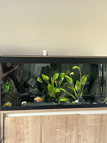 Fluval roma 240l glass - fluval,