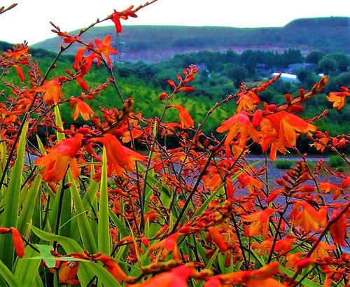 Crocosmia crocosimiflora - x,