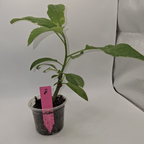 Pink brugmansia angel - brugmansia, angel's