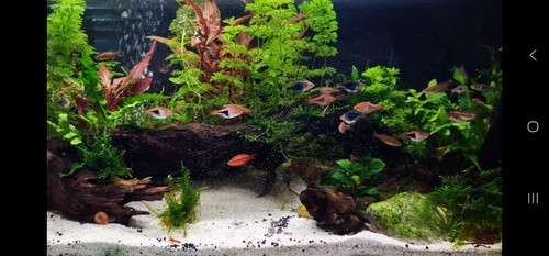 Fish tank aquarium - fish, set