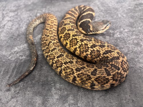 Macropisthodon rudis very rare - macropisthodon,