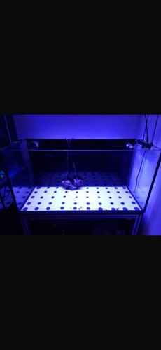 Glass rectangular marine fish - glass,