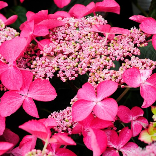 Lacecap hydrangea macrophylla - lacecap,