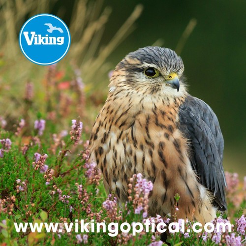 Viking optics merlin micro - viking,