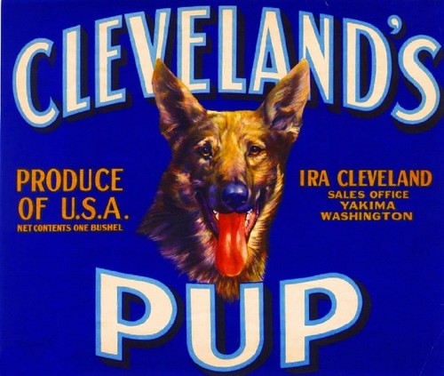 Yakima cleveland pup german - cleveland's,