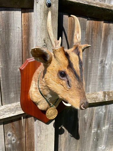 Muntjac buck gold medal - gold,