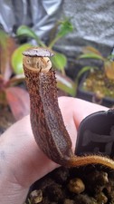 Nepenthes (Veitchii big mama x