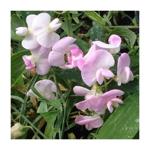 Everlasting sweet pea pale - everlasting,