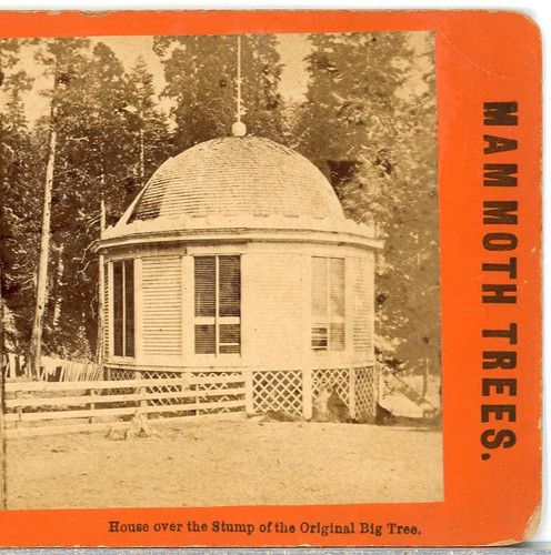 House over the stump - the,