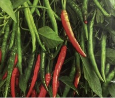 Indian Bangladeshi Extreeme