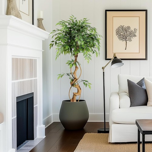 120 180cm ficus - 120-180cm, plant