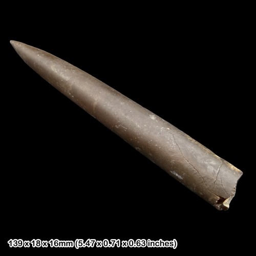 Inch belemnite fossil - inch,