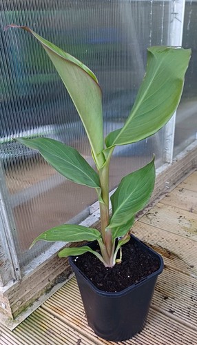 Canna panache 2l - canna,